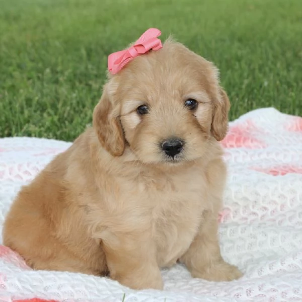 REGALO GOLDEN RETRIEVER #