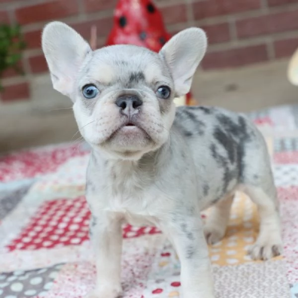 Regalo Bulldog francese 