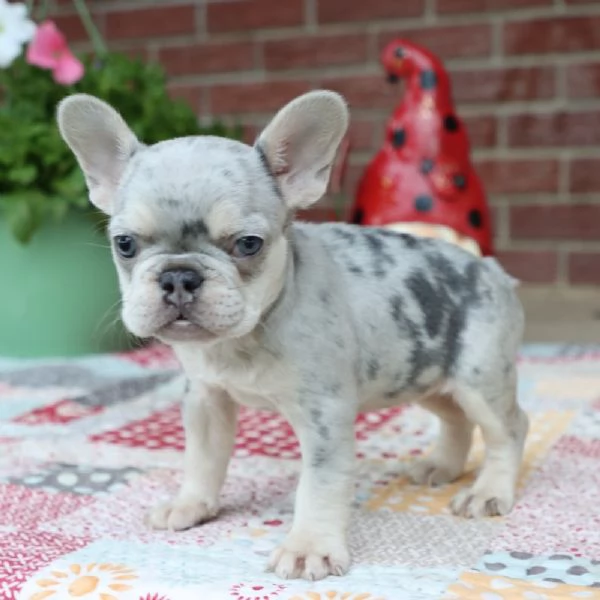 Regalo Bulldog francese  | Foto 0