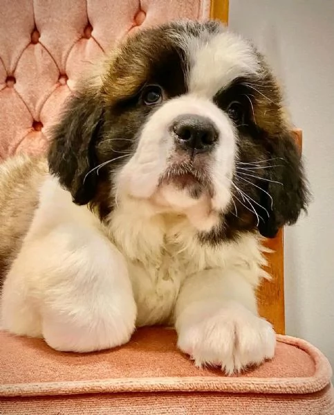 REGALO SAN BERNARDO | Foto 2