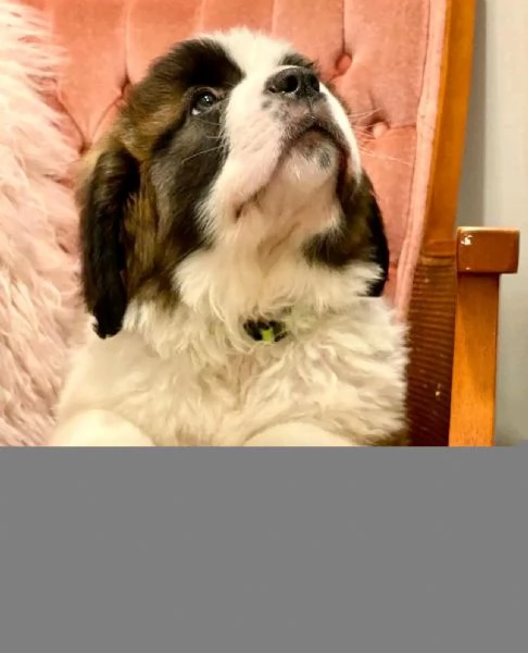 REGALO SAN BERNARDO | Foto 1