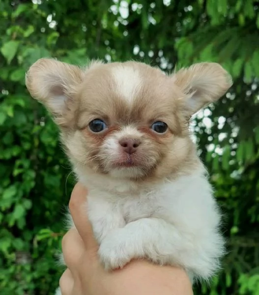 REGALO Chihuahua  | Foto 0