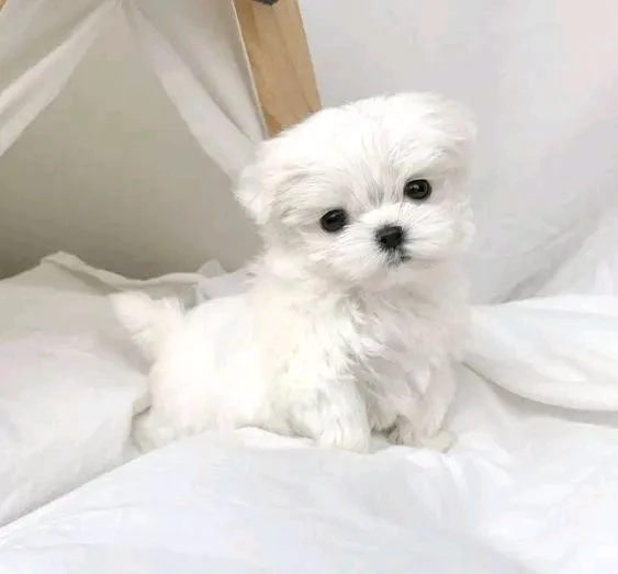 REGALO Maltese )) | Foto 0