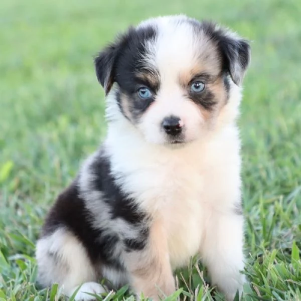 REGALO PASTOR AUSTRALIANO /) | Foto 0