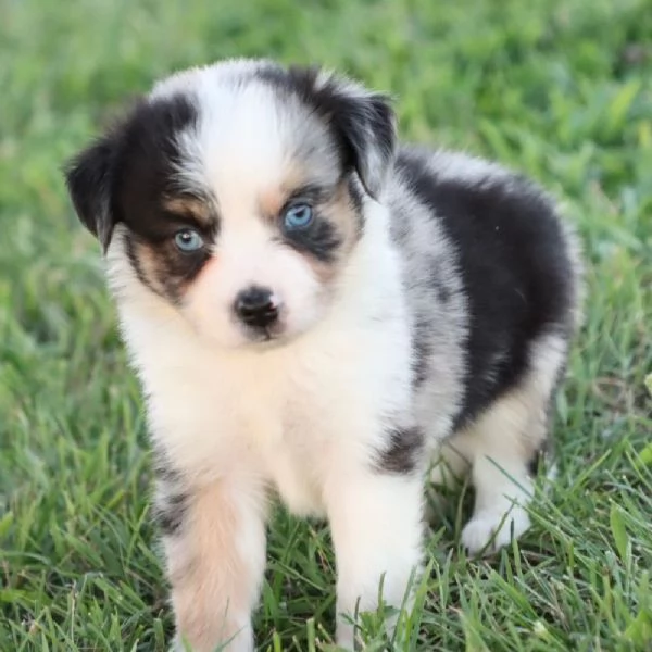 REGALO PASTOR AUSTRALIANO /)