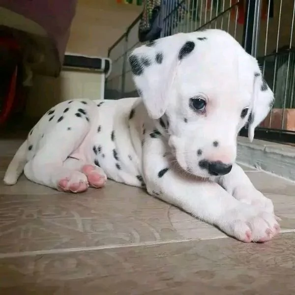 REGALO DALMATA | Foto 0