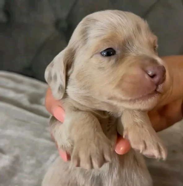 REGALO CUCCIOLI DI Bassotto 
