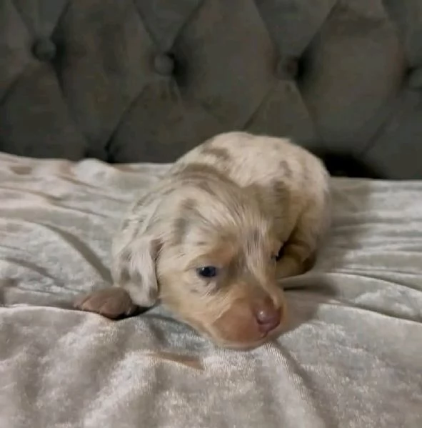 REGALO CUCCIOLI DI Bassotto  | Foto 0