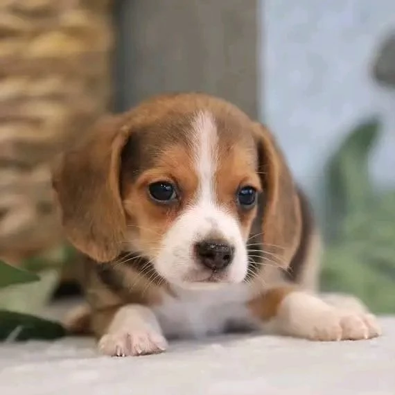 Regalo Beagle  | Foto 0