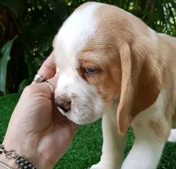 REGALO Beagle  | Foto 0
