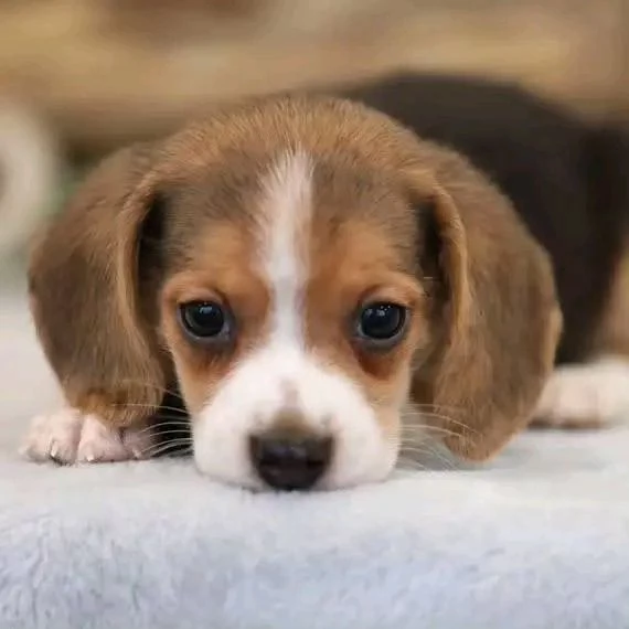 REGALO Beagle  | Foto 0