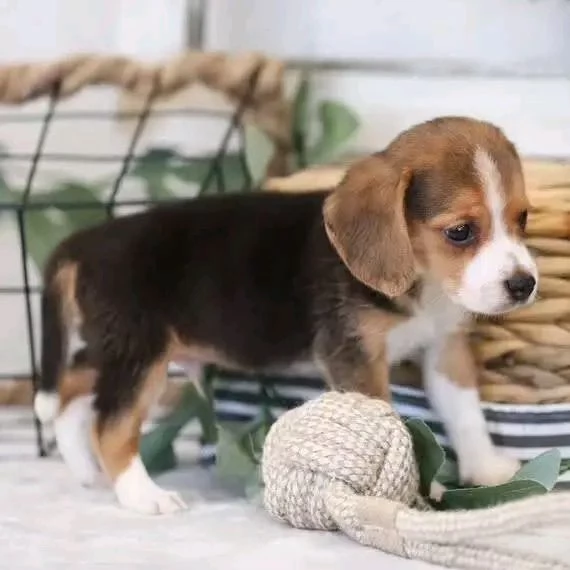 REGALO Beagle 