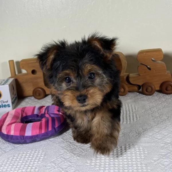 REGALO YORKSHIRE// | Foto 0