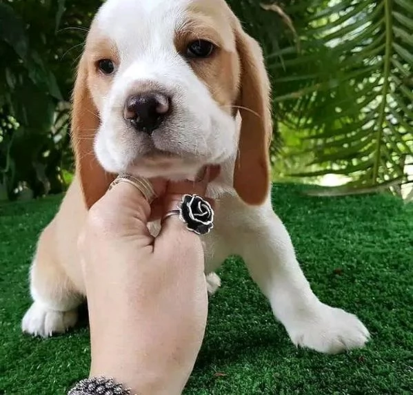 Regalo Beagle 
