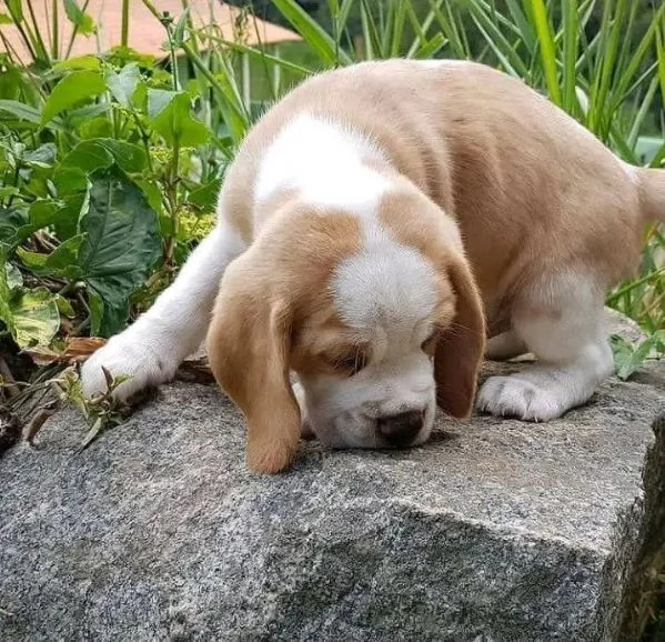 Regalo Beagle  | Foto 0