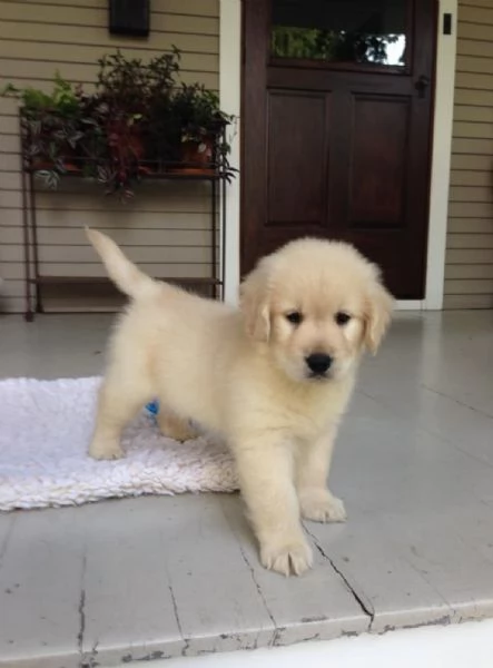 REGALO GOLDEN RETRIEVER// | Foto 0