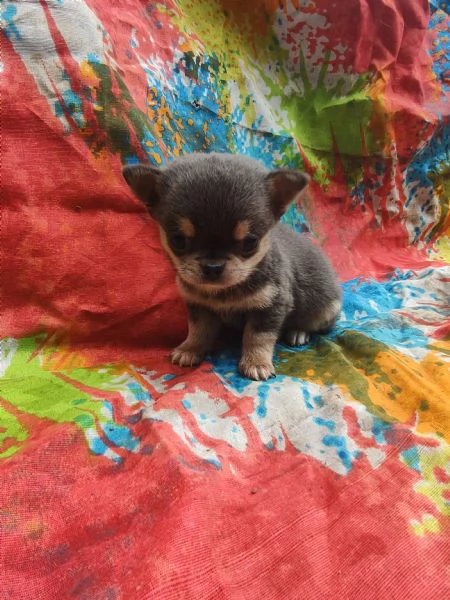 Chihuahua mini Toy cucciolo 