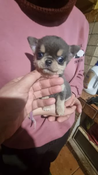 Chihuahua mini Toy cucciolo  | Foto 5
