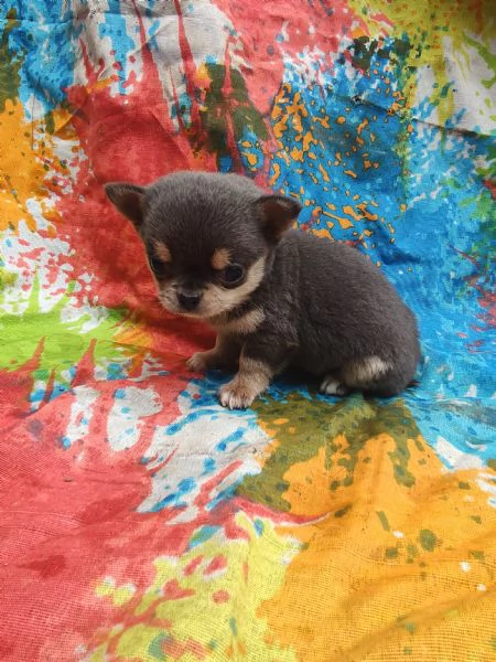 Chihuahua mini Toy cucciolo  | Foto 2