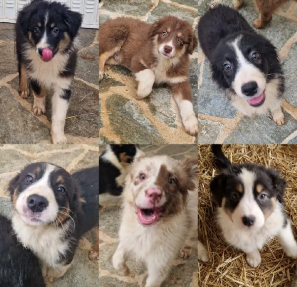 Cuccioli Australian Shepherd 