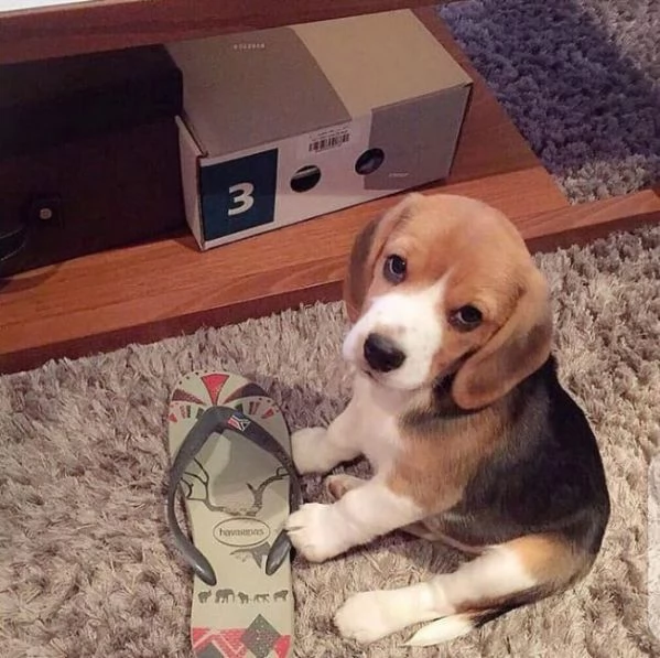 Regalo cuccioli di beagle femminucce e maschietti 