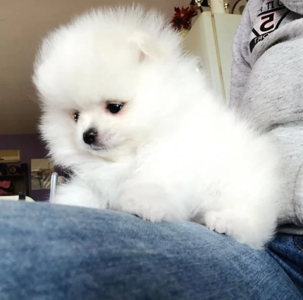 Regalo Cuccioli di pomerania maschio o femmina!!