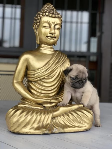 regalo teneri Cuccioli di Carlino Disponibili