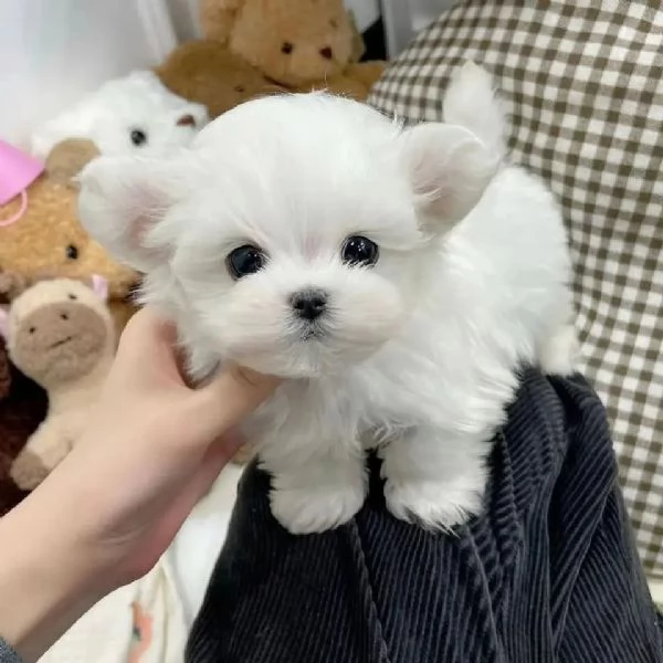 regalo : adorabili cuccioli di maltese toy