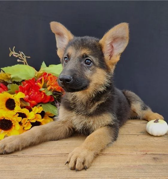 Regalo Pastore Tedesco cuccioli