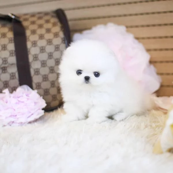 Cuccioli di Pomerania mini toy.