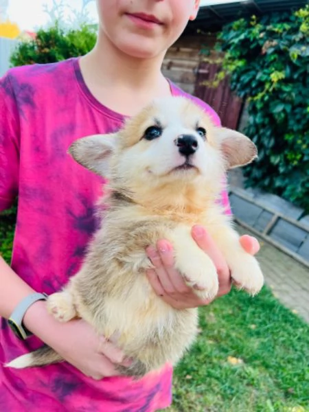 Vendo cuccioli di welsh corgi