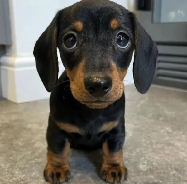 Simpatici cuccioli di bassotto in vendita