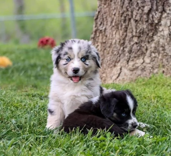 Vendita cuccioli di pastore australiano