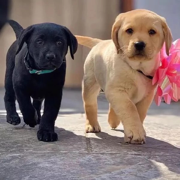 Cuccioli di Labrador (Pronti subito)