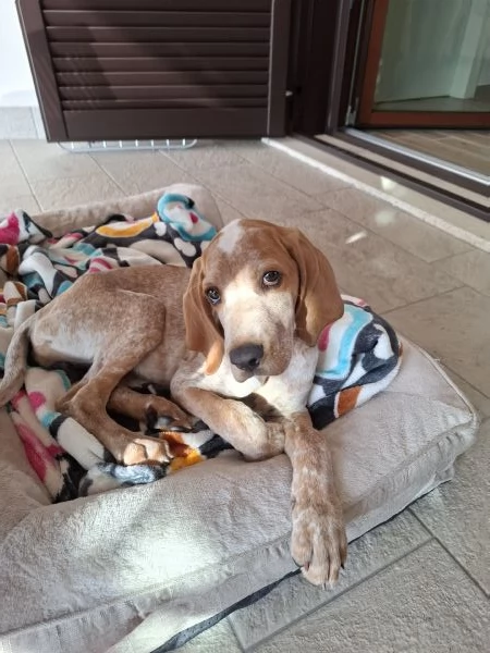 Regalo cucciolo di due mesi incrocio bracco italiano setter
