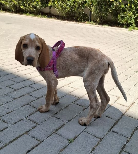 Regalo cucciolo di due mesi incrocio bracco italiano setter | Foto 1