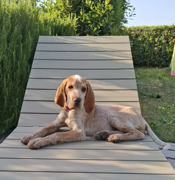Regalo cucciolo di due mesi incrocio bracco italiano setter | Foto 0