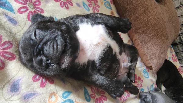 Cuccioli di bulldog francese