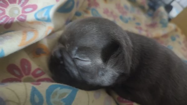 Cuccioli di bulldog francese | Foto 6