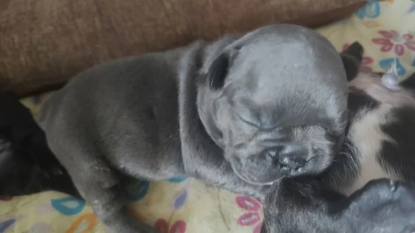 Cuccioli di bulldog francese | Foto 5