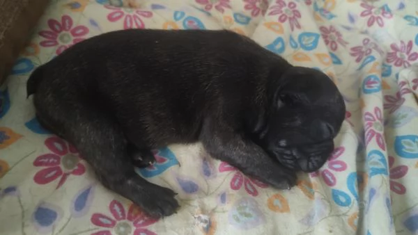 Cuccioli di bulldog francese | Foto 4