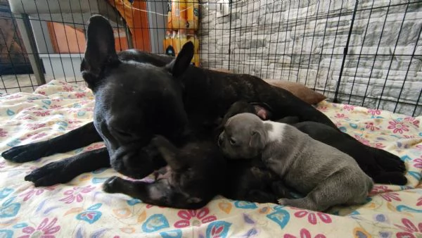 Cuccioli di bulldog francese | Foto 3