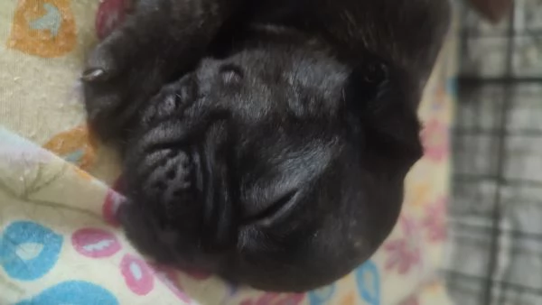 Cuccioli di bulldog francese | Foto 2
