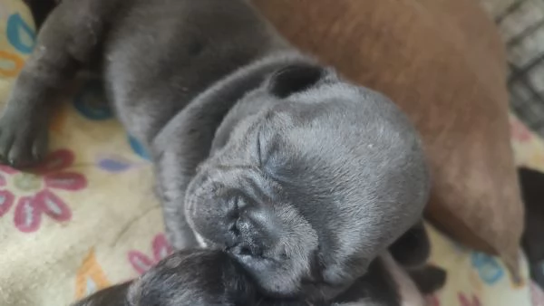 Cuccioli di bulldog francese | Foto 1