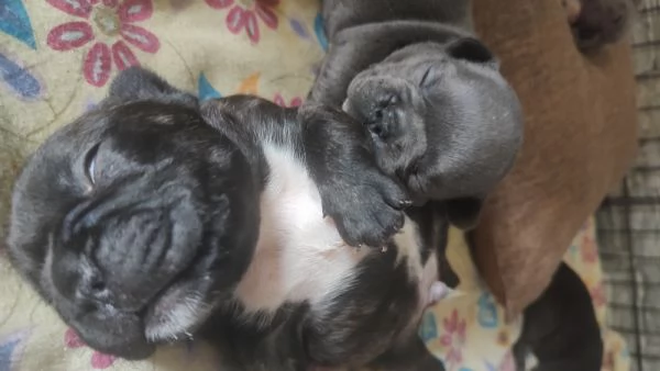 Cuccioli di bulldog francese | Foto 0