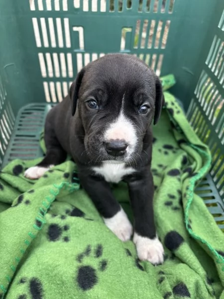 cuccioli cane corso  | Foto 4