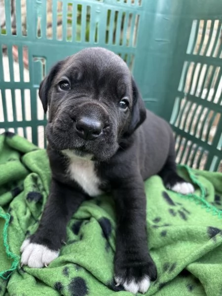 cuccioli cane corso  | Foto 3