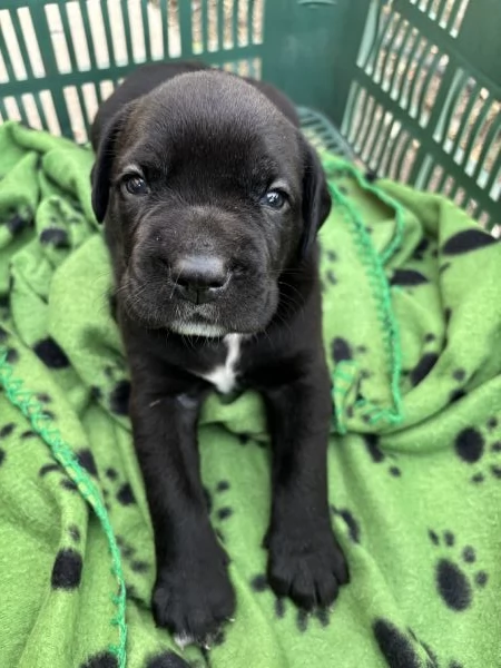 cuccioli cane corso  | Foto 2