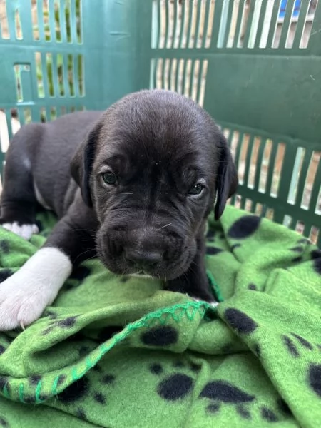 cuccioli cane corso  | Foto 1