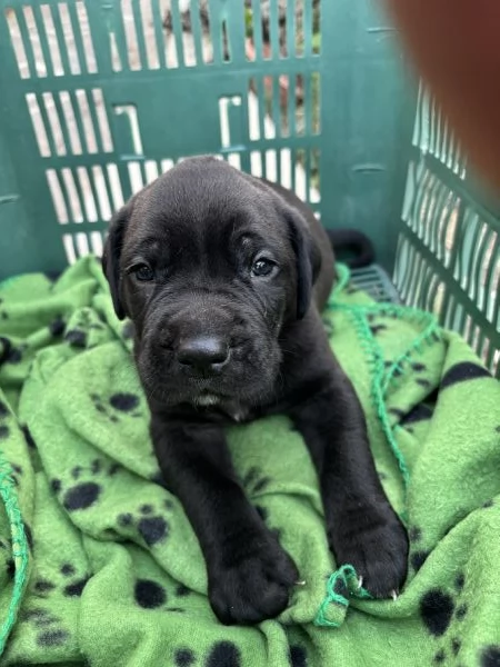 cuccioli cane corso  | Foto 0